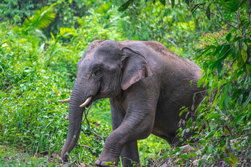 Elephants are large mammals and are the largest land animals. Wild elephants eat plants. They are...