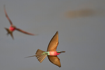 Southern Carmine Bee-eater (Merops nubicoides) in flight hunting insects over the Luangwa River in...