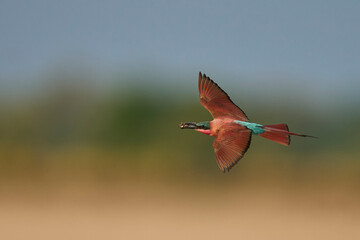 Southern Carmine Bee-eater (Merops nubicoides) in flight hunting insects over the Luangwa River in...