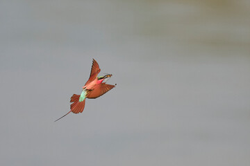 Southern Carmine Bee-eater (Merops nubicoides) in flight hunting insects over the Luangwa River in...