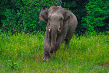 Obraz premium Elephants are large mammals and are the largest land animals. Wild elephants eat plants. They are big, have a small head, big legs, and have a trunk that reaches to the ground. That trunk is the nose.