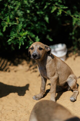 Cute Stray Puppy Sitting on Sand with sad expression.