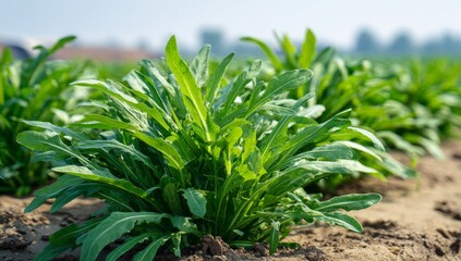 A lush and vibrant view of rolling fields filled with thriving, green plants under a bright blue sky is captured in Fields of Green