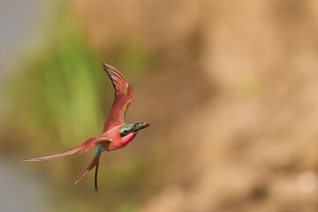 Southern Carmine Bee-eater (Merops nubicoides) in flight hunting insects over the Luangwa River in...