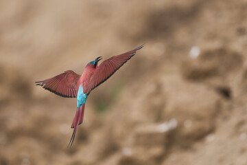 Colony of Southern Carmine Bee-eater (Merops nubicoides) nesting in the bank of the Luangwa River...