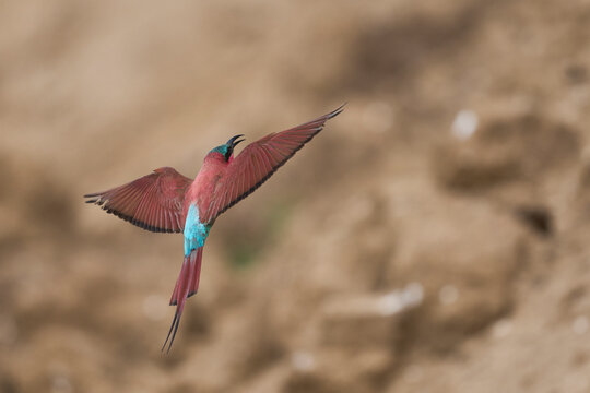 Colony of Southern Carmine Bee-eater (Merops nubicoides) nesting in the bank of the Luangwa River in South Luangwa National Park, Zambia