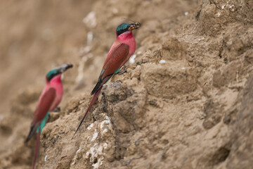 Colony of Southern Carmine Bee-eater (Merops nubicoides) nesting in the bank of the Luangwa River...