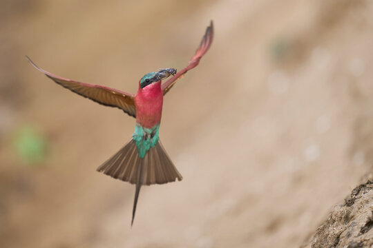 Southern Carmine Bee-eater (Merops nubicoides) in flight hunting insects over the Luangwa River in South Luangwa National Park, Zambia