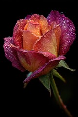Close up of a beautiful dew kissed rose