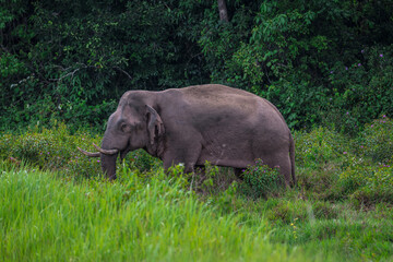 Obraz premium Elephants are large mammals and are the largest land animals. Wild elephants eat plants. They are big, have a small head, big legs, and have a trunk that reaches to the ground. That trunk is the nose.