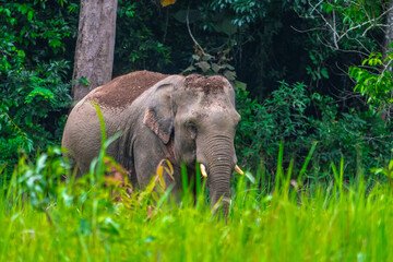 Elephants are large mammals and are the largest land animals. Wild elephants eat plants. They are...