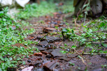 A wet, rustic path of broken terracotta tiles and green weeds on a rainy day.
