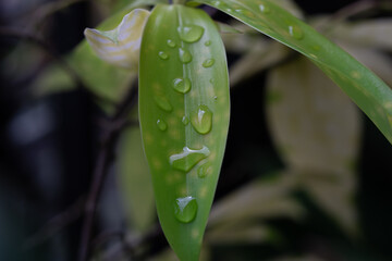 A close-up of large, clear raindrops resting on a fresh green leaf after a shower.