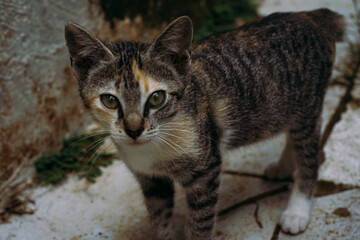 A cute calico tabby kitten with a short bobtail looking curiously at the camera.