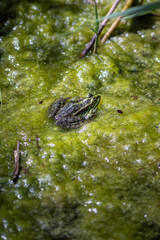 Grüner Teichfrosch auf Algen im Gartenteich – Nahaufnahme im natürlichen Lebensraum