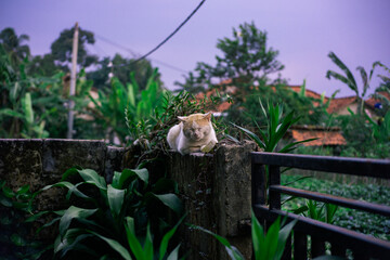 A peaceful ginger and white cat sleeping on a concrete pillar in a lush garden during the purple light of twilight.