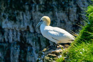 A  lone Gannet resting on the cliffs at Bempton, Yorkshire.