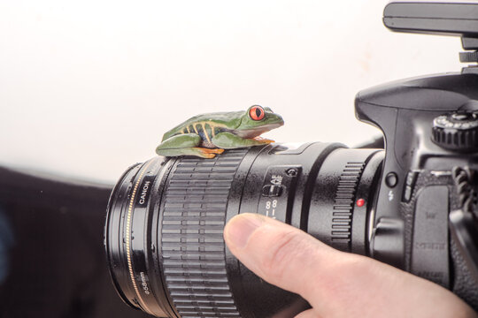 Tree frog learning camera skills - Powered by Adobe