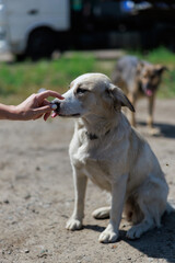 Human Hand Touching Stray Dog.