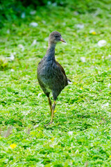 Close up of a juvenile moorhen looking for food among close cropped vegetation.