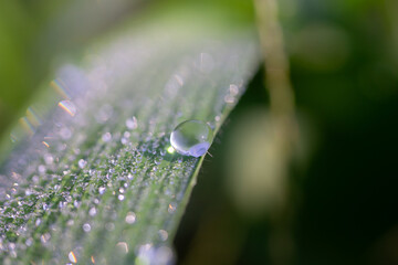 An extreme macro photograph of a water drop on a wet leaf with a soft bokeh background.