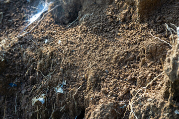 A close-up of a cross-section of rich, dark topsoil showing its crumbly texture and a network of...