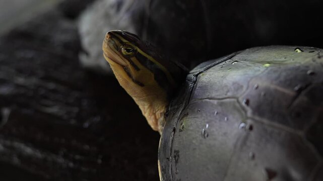 cuora amboinensis also known as the southeast asian box turtle is a freshwater turtle with a domed shell commonly found in wetlands rivers and rice fields
