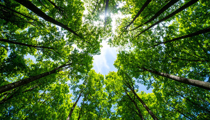 Obraz premium Lush Green Canopy: Vibrant Summer Forest, Sunlight Through Leaves, Upward View, Serene Nature Scene, Eco-Friendly, Peaceful Atmosphere.