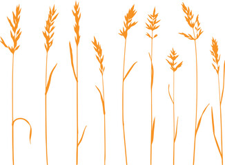 wheat vector, cereal plant, golden wheat, grain illustration, farming crop, agriculture wheat, doodle wheat, organic cereal, wheat stalks,