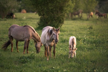 A herd of Konik horses with a young foal grazes peacefully in a green meadow at sunset