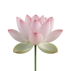 pink lotus isolated on white