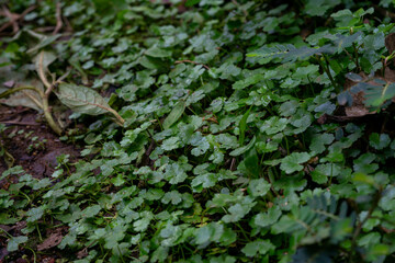 A lush patch of Gotu Kola (Centella asiatica), a medicinal herb, growing as a natural ground cover on damp soil