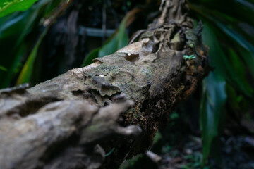 Selective focus on a weathered, mossy tree branch with a tiny new plant emerging in a lush tropical...