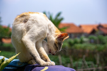 A calico domestic cat grooming itself and licking its paw outdoors on a sunny day with a blurry...