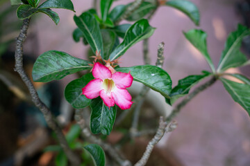 Pink Desert Rose or Adenium flower blooming in the garden