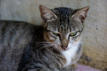 A close-up portrait of a cute gray tabby kitten with striking green eyes, its soft fur and whiskers...