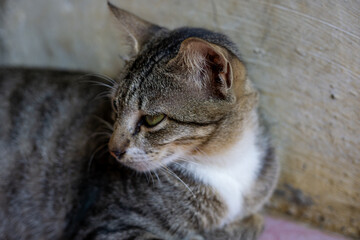 A close-up portrait of a cute grey tabby cat with beautiful eyes and soft fur