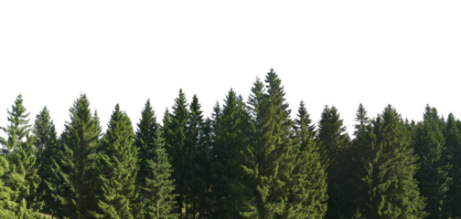 spruce tree forest panorama isolated