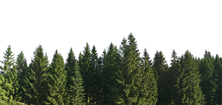 spruce tree forest panorama isolated