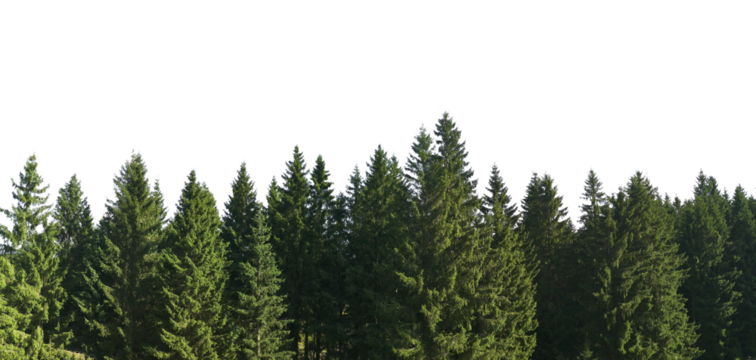 spruce tree forest panorama isolated