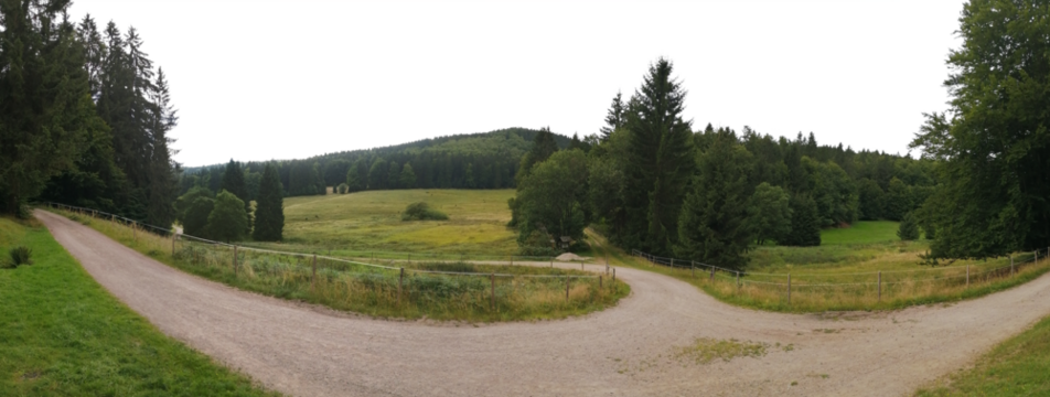 panorama of a park in summer with path, trees and green grass fields isolated sky - Powered by Adobe