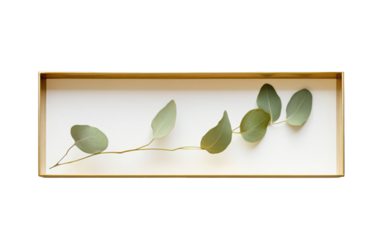 Green plant leaves with roots in a rectangular glass frame isolated on transparent background. Elegant rectangular gold frame with a sleek minimalist design isolated on white background.