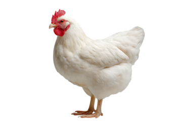 White hen isolated on black background.