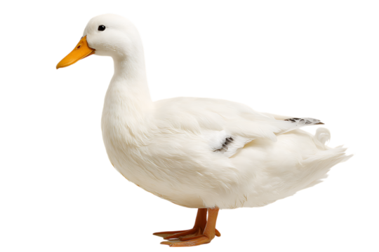 White duck, isolated on black