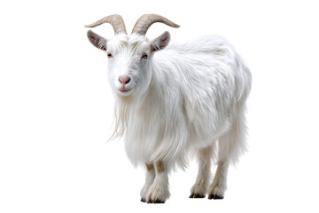 Fluffy white goat with horns