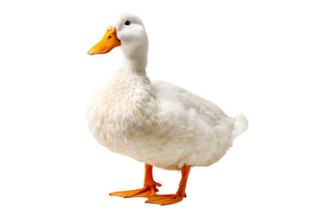 Fluffy white duck with orange beak