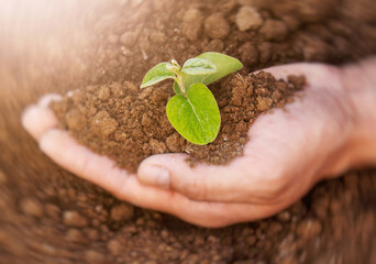 The plant is in the hands and surrounded by earth. The concept of environmental problems, the concept of environmental protection