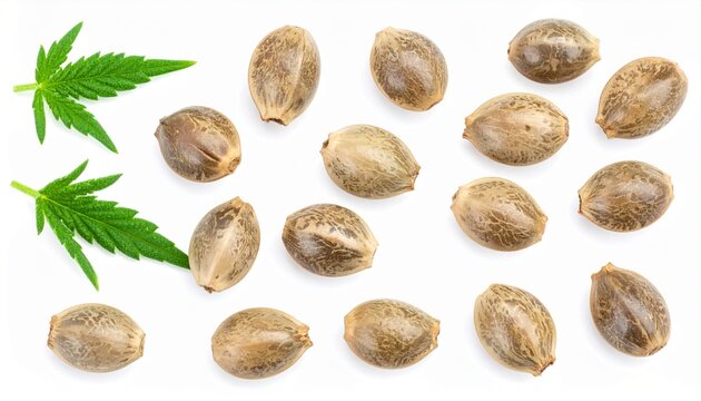 Set macro hemp seeds isolated on white