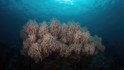 Vibrant coral reef underwater showcasing diverse marine life and clear blue ocean