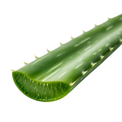 aloe vera isolated on white background.